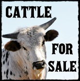 Bucking Bul For Sale