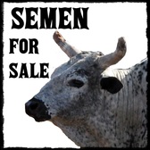 Bucking Bull Semen for Sale